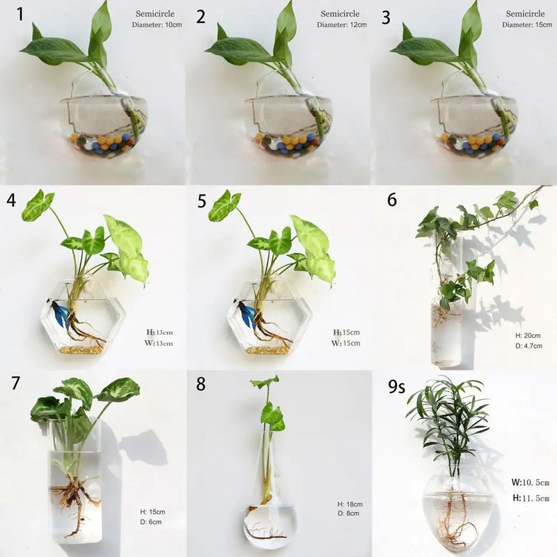 Decorações para casa Plantas hidropônicas