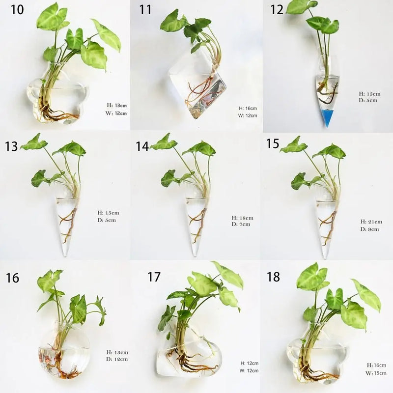 Decorações para casa Plantas hidropônicas